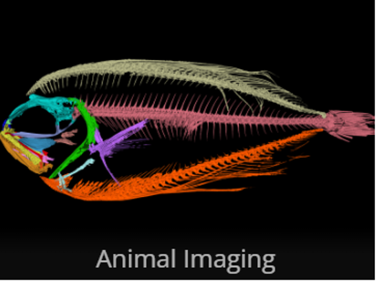 Picture of IALS Animal Imaging