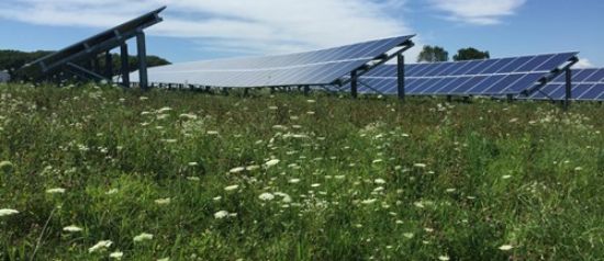 Picture of Pollinator-Friendly Certification for Solar PV Arrays