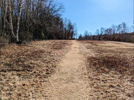 Image of winter turfgrasses field