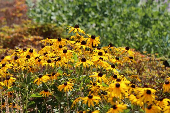 Yellow rudbeckia